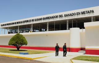 Planta de moscas estériles en México facilitará la reapertura de la frontera con EE.UU.