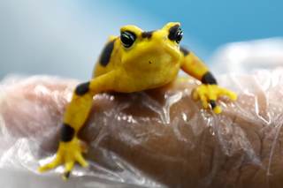 Más cerca del regreso de la casi extinta rana dorada a su hábitat natural en Panamá