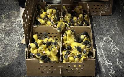 El pato Merlín, la moda del Mundial que preocupa a los animalistas en México