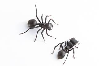 Describen una nueva especie de araña que imita a hormigas para cazar y evitar depredadores