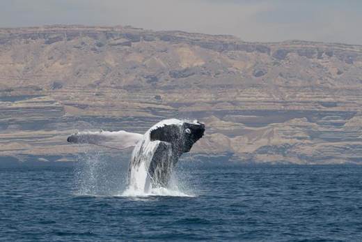 El misterio de las ballenas jorobadas del mar Arábigo: 70.000 años en una franja costera