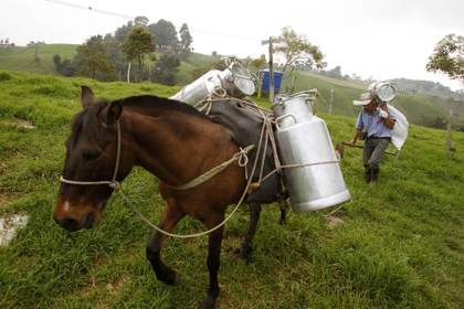 América Latina y el Caribe impulsan una agenda de sostenibilidad para el sector lechero