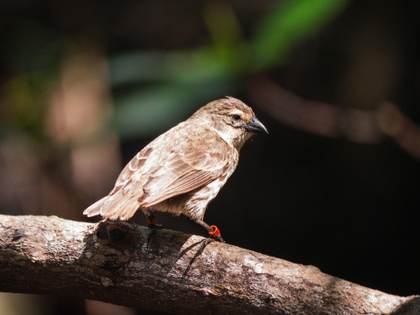 Científicos confirman una recuperación histórica del pinzón de manglar de Galápagos