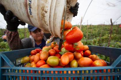 México pacta con privados ordenar el jitomate para frenar presión en precios