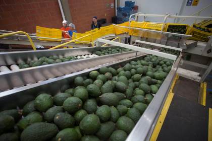 EEUU reactiva trabajos de inspectores de aguacate en Michoacán tras refuerzo de seguridad