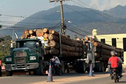 Industria de la madera en Honduras sobrevive entre incendios, tala ilegal y gorgojos