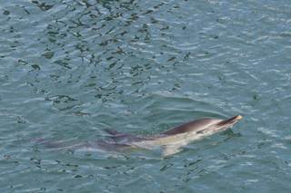 Delfines y marsopas presentan ya sustancias químicas procedentes de desechos electrónicos