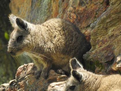 La protección de la vizcacha ecuatoriana impulsa compra de uno de sus refugios naturales