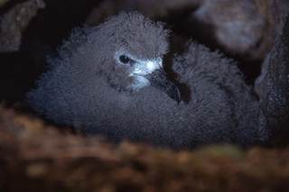 Inauguran la ecuatoriana reserva Los Petreles para fortalecer la conservación en Galápagos