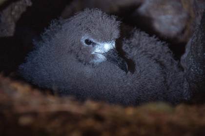 Inauguran la ecuatoriana reserva Los Petreles para fortalecer la conservación en Galápagos