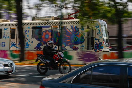Ciudad de México se pinta de ajolotes a días del Mundial, mientras la especie desaparece
