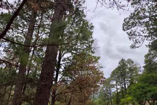 Advierten que los bosques de Honduras podrían desaparecer en 21 años