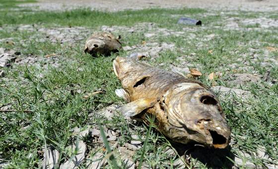El Día de la Tierra o cómo seguir luchando por un planeta menos cálido y contaminado