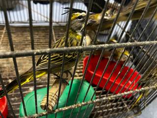 Demanda de mascotas exóticas dispara el tráfico ilegal de reptiles y aves en Latinoamérica
