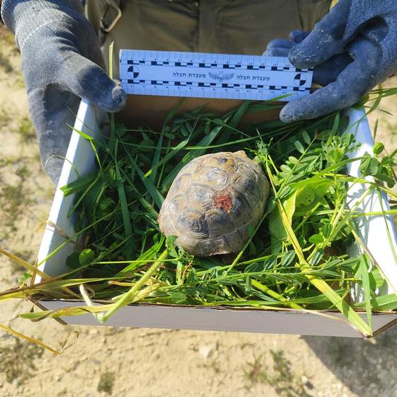 Policía israelí rescata a una tortuga herida por metralla en Jerusalén