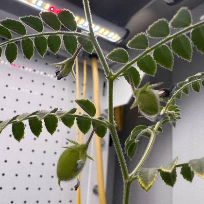 Cultivos en el espacio: de garbanzos en suelo lunar a microbios que sobreviven en Marte