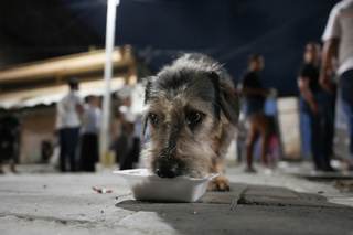 Samaritanos reparten alimentos a animales de zona golpeada por el microtráfico de drogas de la ciudad colombiana de Cali