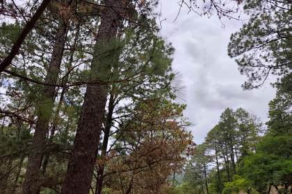 Advierten que los bosques de Honduras podrían desaparecer en 21 años