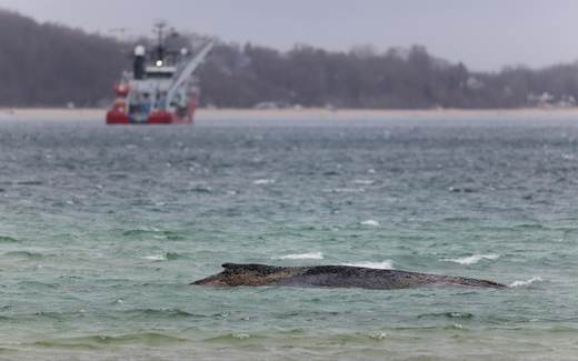 El cadáver de ballena muerta frente a isla danesa es remolcado a la playa para la autopsia