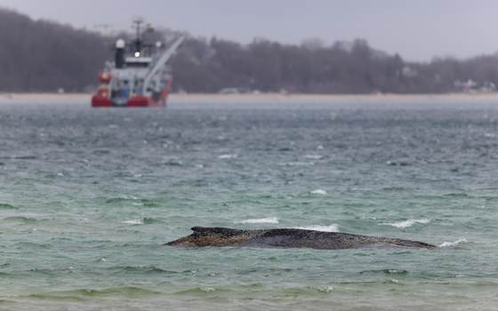 El cadáver de ballena muerta frente a isla danesa es remolcado a la playa para la autopsia