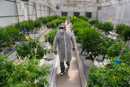 La Justicia de Kenia rechaza permitir el uso religioso del cannabis a los rastafaris