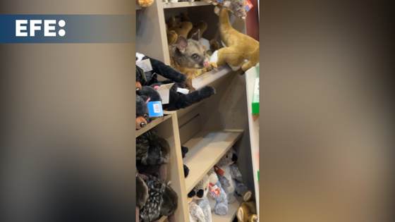 Una zarigüeya aparece entre peluches en una tienda de souvenirs de aeropuerto australiano