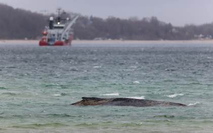 Expertos desaconsejan rescatar con un catamarán a la ballena varada en costa alemana