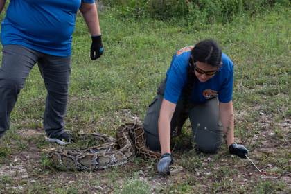 Cientos de cazadores inician en Florida el reto anual de capturar pitones invasoras