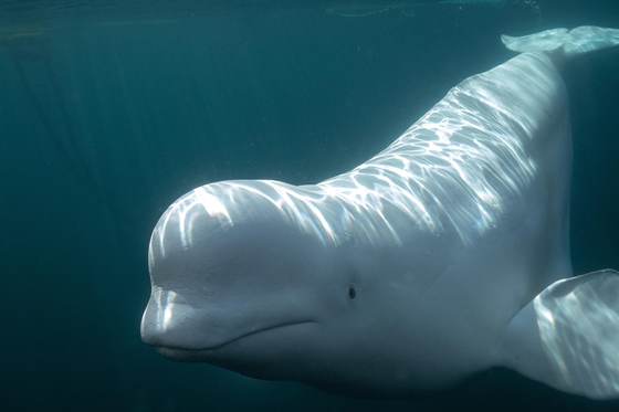 Algunas ballenas beluga parecen reconocerse ante un espejo