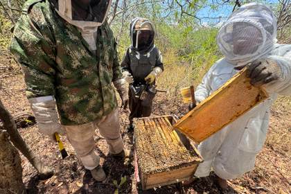 Recolectan la primera cosecha de 'miel de manglar' en unos pequeños pueblos de Panamá