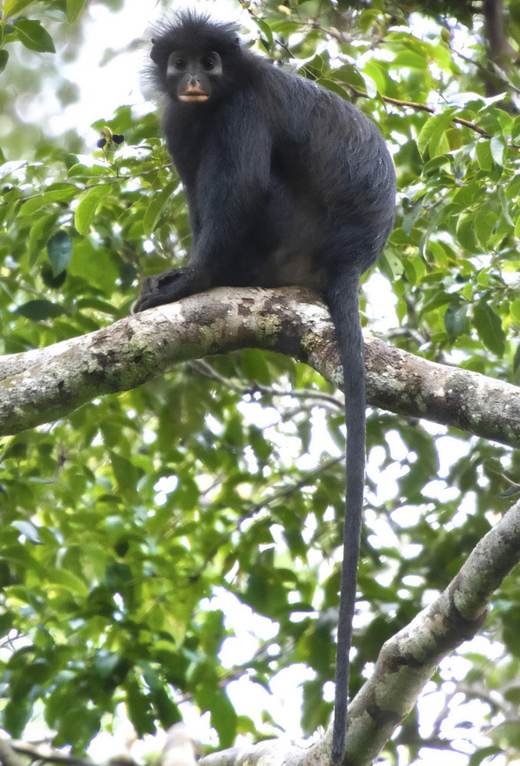 Descubren a Likweli, una nueva especie de mono de labios anaranjados