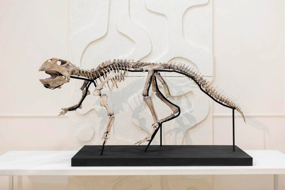 Esqueletos de dinosaurio y fósiles, artículos de lujo a la venta en una galería de Moscú