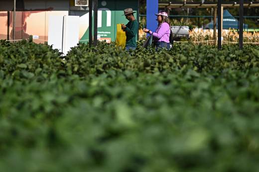 La economía brasileña crece un 2,3 % en 2025 sostenida por la agropecuaria