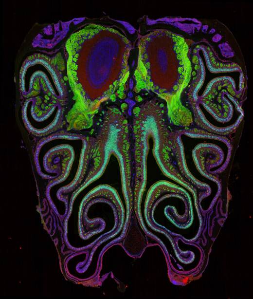 Crean el primer mapa de los receptores olfativos de la nariz, clave para futuras terapias
