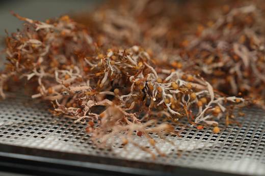 Investigador de Florida busca convertir el sargazo en comida ante los niveles récord de la alga
