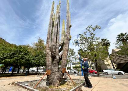 Tratan de salvar en España un cactus gigante de 1.500 años regalado por México