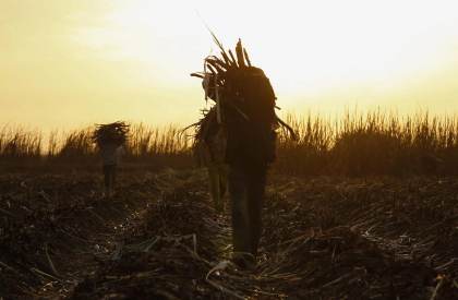 Destinan 78 millones de dólares a restaurar tierras degradadas en nueve países de África
