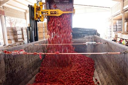 La 'artillería roja' ya está cargada en camiones de Buñol para su 79.ª batalla de tomates