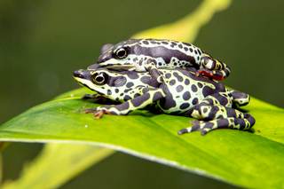 El "santuario" de ranas que busca frenar su extinción y el tráfico ilegal en Ecuador