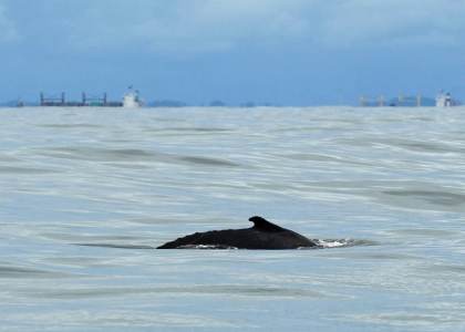 El avistamiento de ballenas, un motor para el turismo sostenible del pacífico colombiano