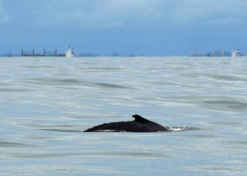 El avistamiento de ballenas, un motor para el turismo sostenible del pacífico colombiano