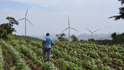 Importar granos no es solución contra la inseguridad alimentaria en Honduras, dice experto