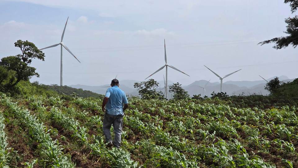 Importar granos no es solución contra la inseguridad alimentaria en Honduras, dice experto