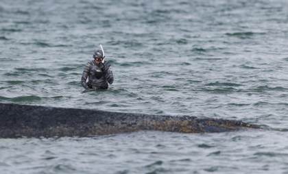 La ballena varada que causó furor mediático en Alemania será convertida en biocombustible