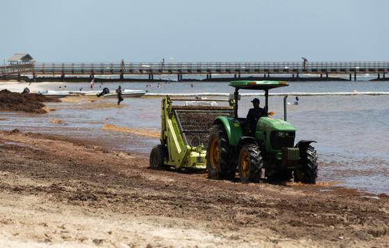 El sargazo en las playas preocupa en República Dominicana, una potencia turística caribeña