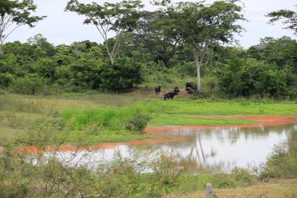 Campesinos ven esperanza sobre las huellas del despojo paramilitar en hacienda colombiana