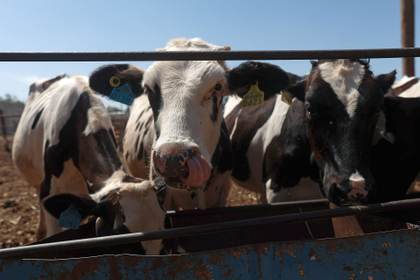 Ganaderos del norte de México refuerzan medidas sanitarias por plaga de gusano barrenador