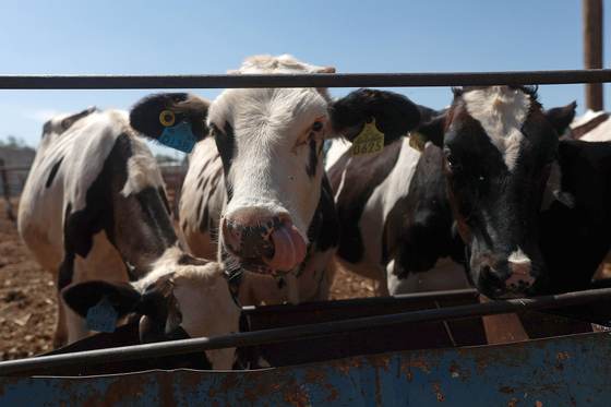 Ganaderos del norte de México refuerzan medidas sanitarias por plaga de gusano barrenador