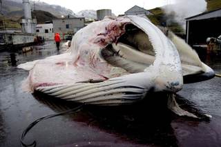 Islandia y su vuelta a la caza de ballenas, unos cetáceos en la Lista Roja de la UICN