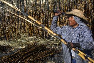 México ampliará sus exportaciones de azúcar a EEUU tras un aumento del 512 % en la demanda